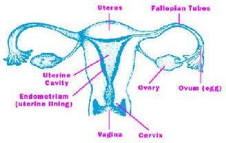 Colopscopy Female Reproductive Sytem